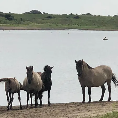 Glamping De Hazelaarshof Luxe Glampingtent Bij Natuurgebied De Millingerwaard