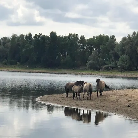 Glamping De Hazelaarshof Luxe Glampingtent Bij Natuurgebied De Millingerwaard Kekerdom