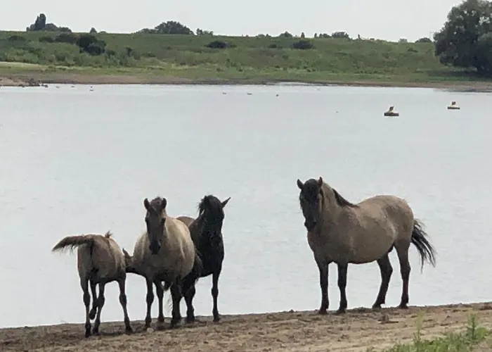 Luxe tent De Hazelaarshof Luxe Glampingtent Bij Natuurgebied De Millingerwaard
