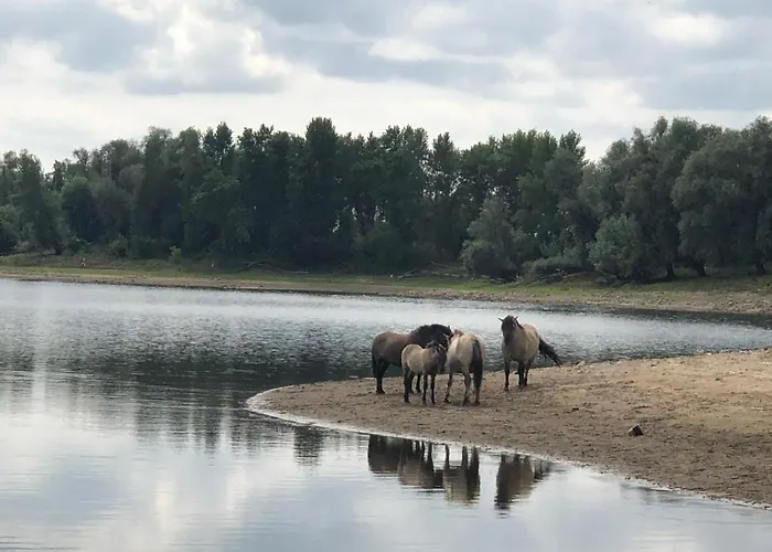 Luxe tent De Hazelaarshof Luxe Glampingtent Bij Natuurgebied De Millingerwaard Kekerdom